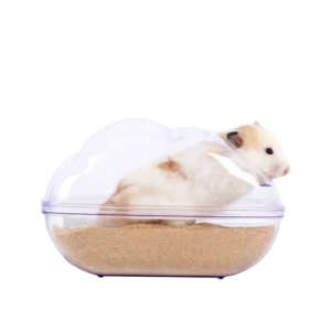 Hamster in een doorzichtige kooi met zand, ontspannen en veilig.