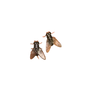 Twee zwart-witte vliegen op een witte achtergrond. Insectenleven en natuurstudie.